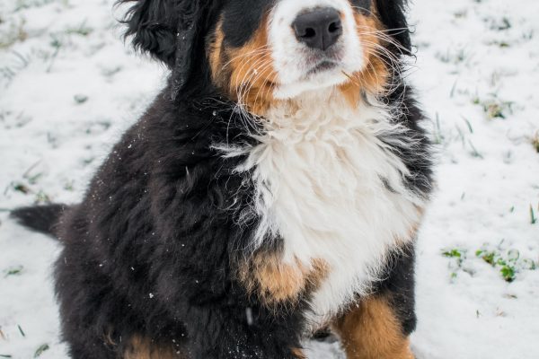 Chiots Bouvier Bernois male LOF (3383) 