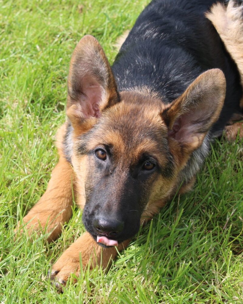 Chiots BERGER ALLEMAND de notre élevage pour la compagnie non lof