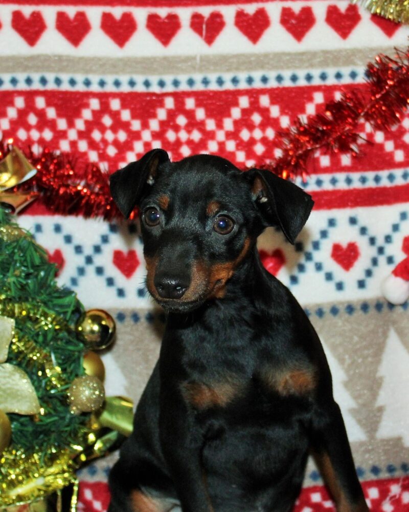 APPELEZ NOUS AU 03 22 24 99 08 pour ce chiot PINSCHER N de notre élevage P520