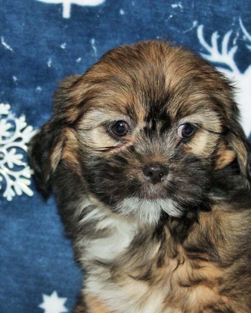 Femelle LHASSA APSO fauve P487 DISPONIBLE au 03 22 24 99 08