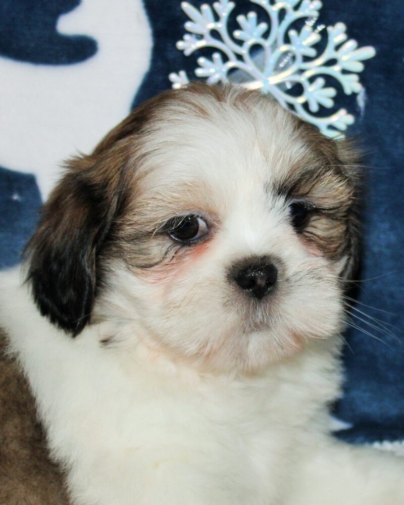 Femelle LHASSA APSO tricolore P686 DISPONIBLE au 03 22 24 99 08