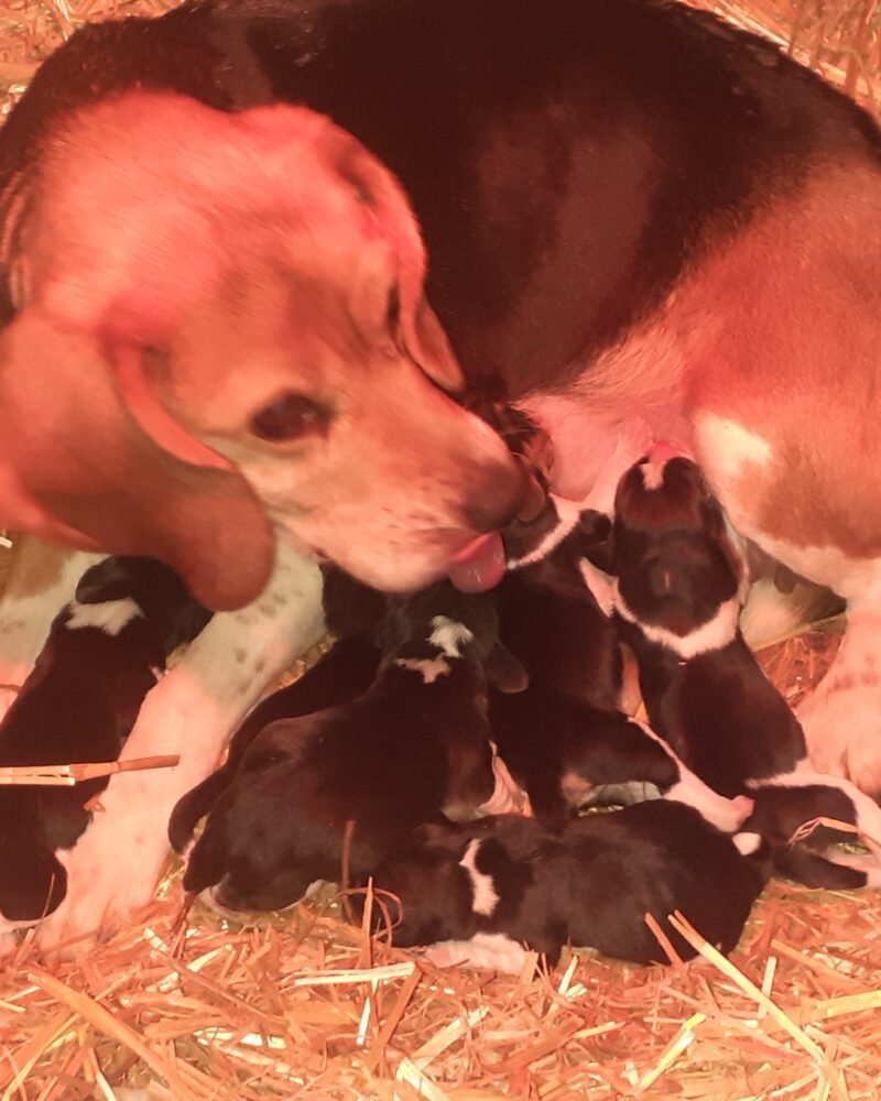 Chiots beagle LOF