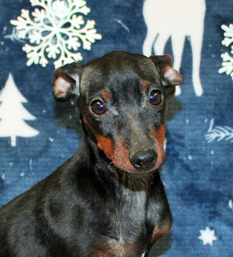 APPELEZ NOUS AU 03 22 24 99 08 pour ce chiot PINSCHER N de notre élevage P511